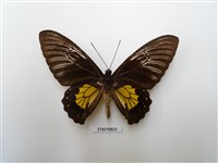 藏品(鳥翅鳳蝶(四))的圖片